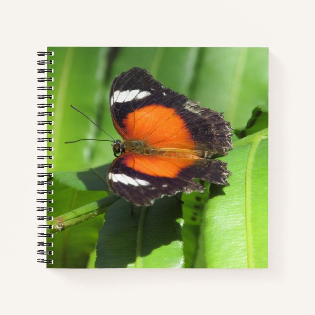 Tropical Butterfly Spiral Notebook Notizbuch (Vorderseite)
