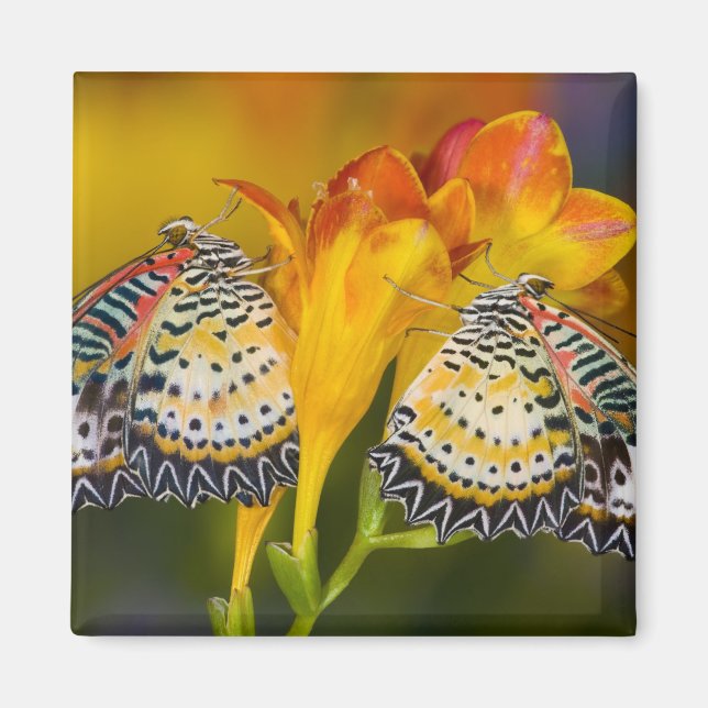 Tropical Butterfly Twins Magnet (Vorne)