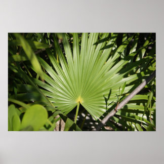 Tropical Fan Poster