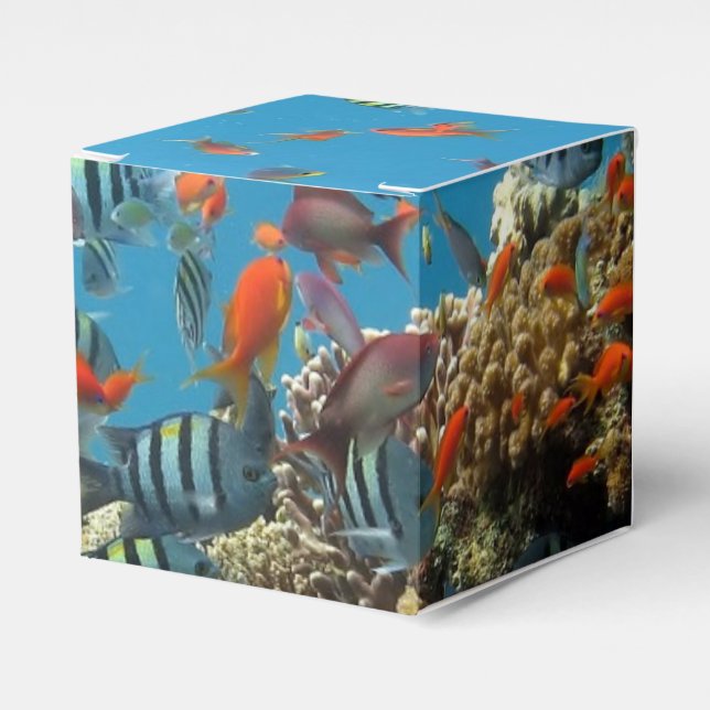 Tropical Fish Chaos Geschenkschachtel (Vorderseite)