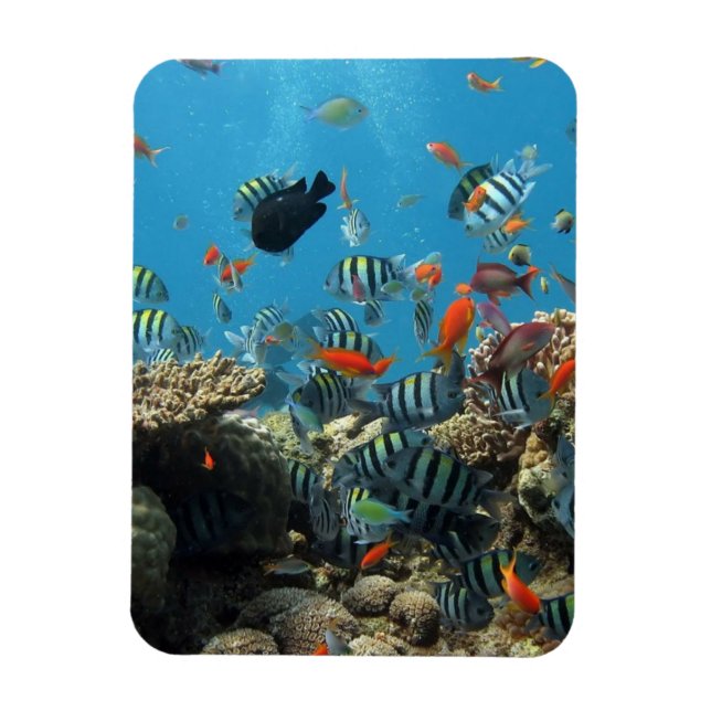 Tropical Fish Chaos Magnet (Vertikal)