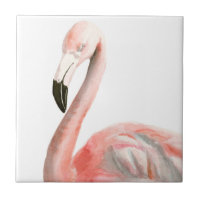 Tropical Flamingo Bird