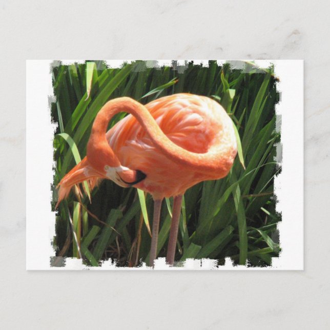 Tropical Flamingo Postcard Postkarte (Vorderseite)