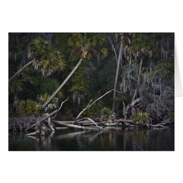 Tropical Florida (Vorderseite (Horizontal))