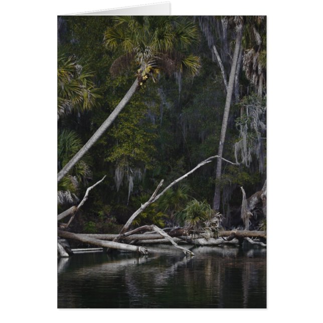 Tropical Florida (Vorne)