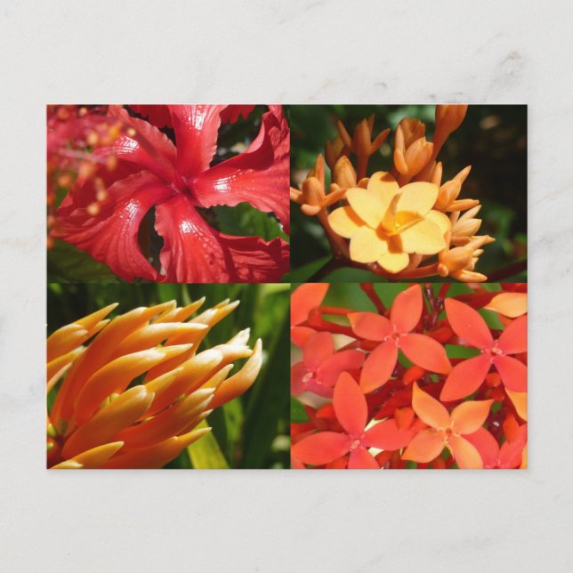 "Tropical Heat" Postkarte (Vorderseite)