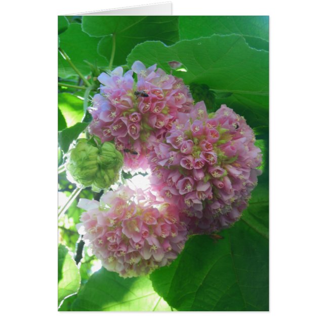 Tropical Hydrangea Tree (Vorne)