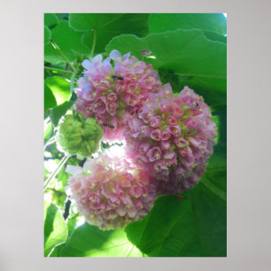 Tropical Hydrangea Tree Poster