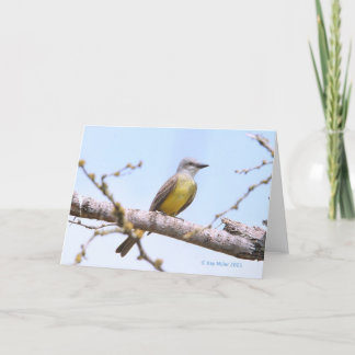 Tropical Kingbitrd-1-05 Karte