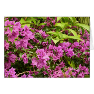 Tropical Lila Bougainvillea Floral
