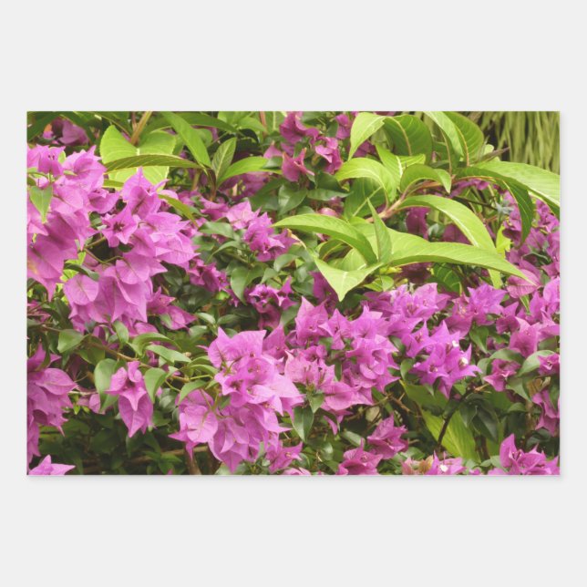 Tropical Lila Bougainvillea Floral Geschenkpapier Set (Vorderseite)