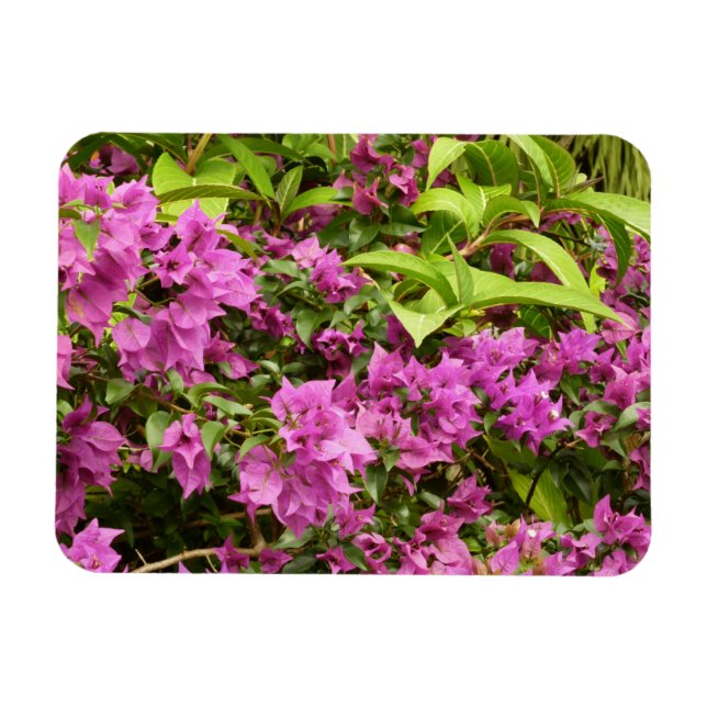 Tropical Lila Bougainvillea Floral Magnet (Horizontal)