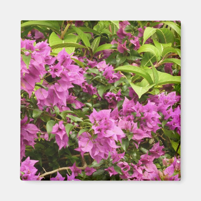 Tropical Lila Bougainvillea Floral Magnet (Vorne)