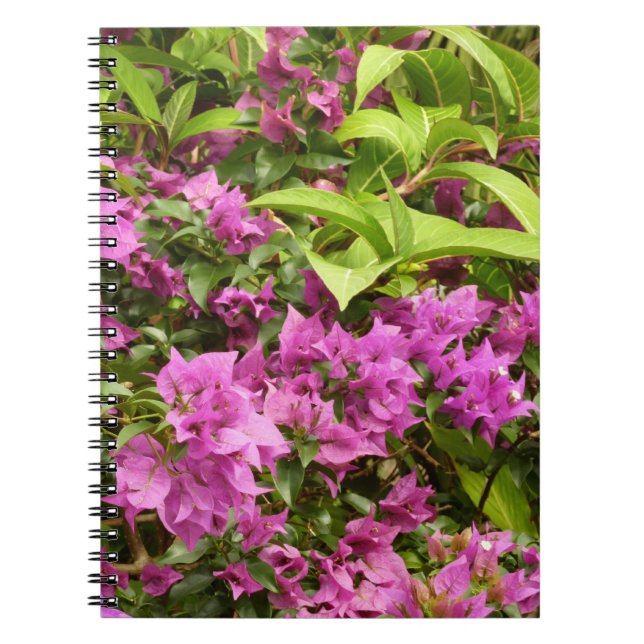 Tropical Lila Bougainvillea Floral Notizblock (Vorderseite)