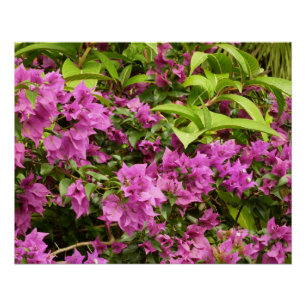 Tropical Lila Bougainvillea Floral Poster