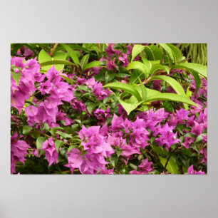 Tropical Lila Bougainvillea Floral Poster