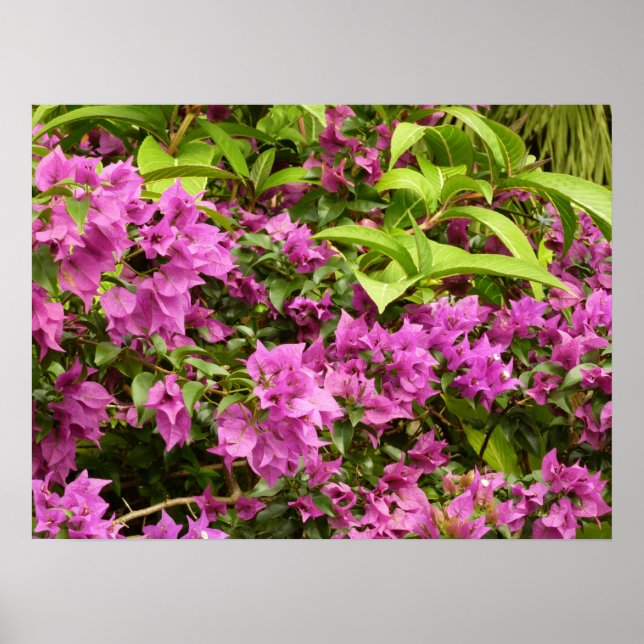 Tropical Lila Bougainvillea Floral Poster (Vorne)
