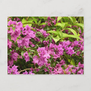 Tropical Lila Bougainvillea Floral Postkarte