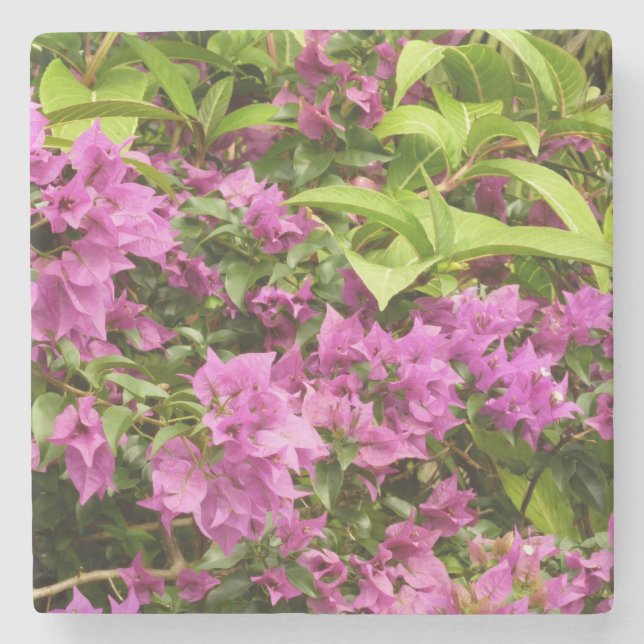 Tropical Lila Bougainvillea Floral Steinuntersetzer (Vorderseite)