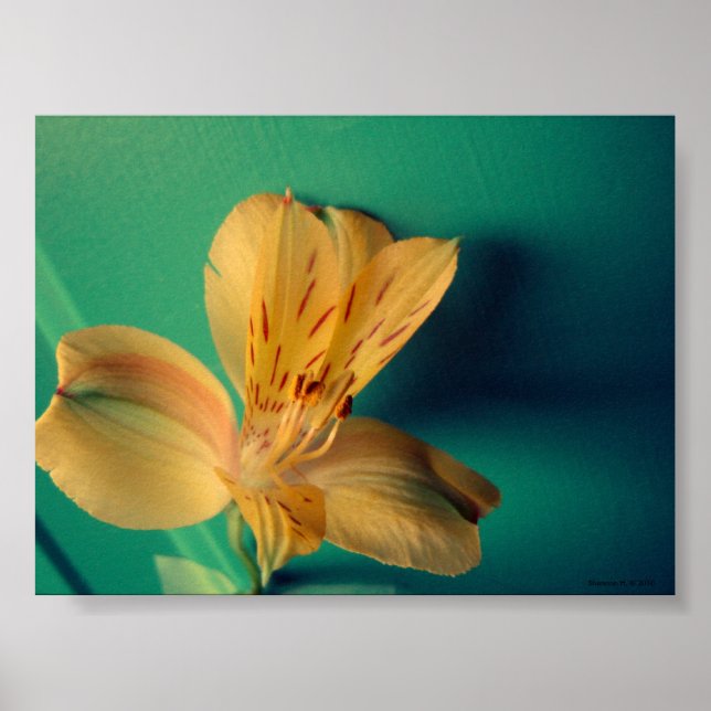 Tropical Lily Poster (Vorne)