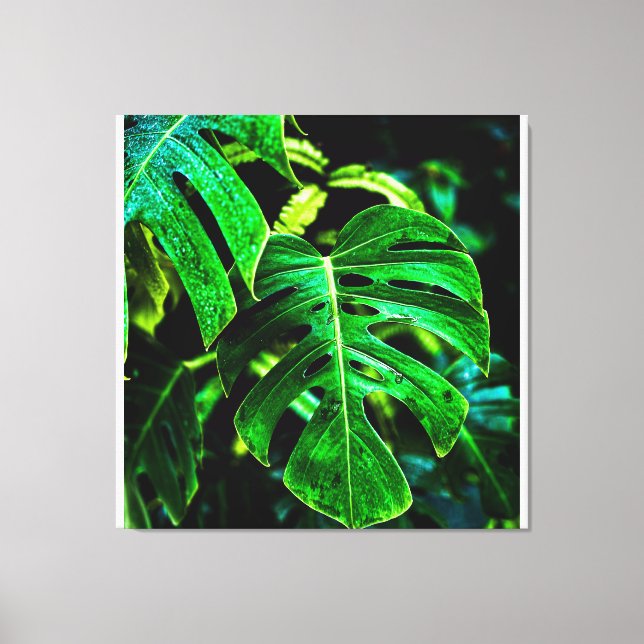 Tropical Monstera Glow – Jungle Leaf Photography Leinwanddruck (Vorderseite)