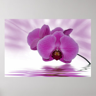 Tropical Orchid Poster