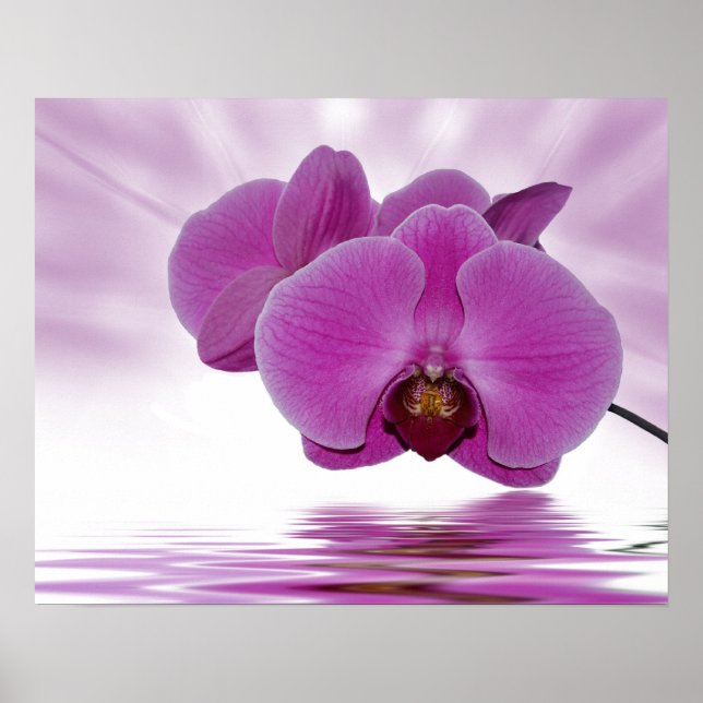 Tropical Orchid Poster (Vorne)
