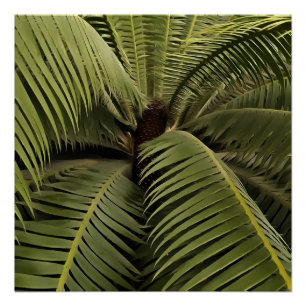 Tropical Palm Botanic Art Dioon Spinulosum Poster