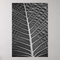 Tropical Palm Leaf Schwarz-Weiß-Foto