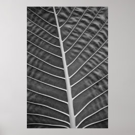 Tropical Palm Leaf Schwarz-Weiß-Foto Poster