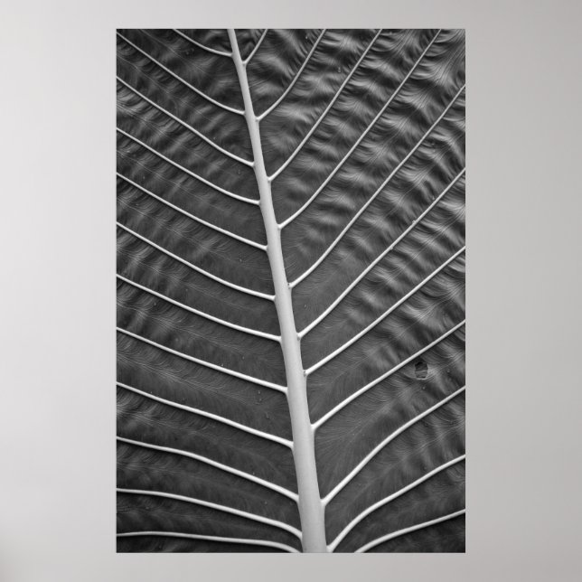 Tropical Palm Leaf Schwarz-Weiß-Foto Poster (Vorne)