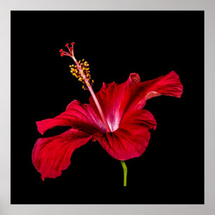 Tropical Paradise Roter Hibiskus Blume & Black Poster