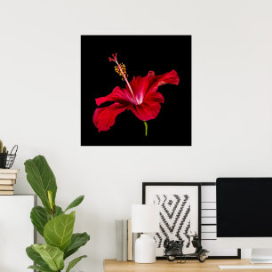 Tropical Paradise Roter Hibiskus Blume & Black Poster