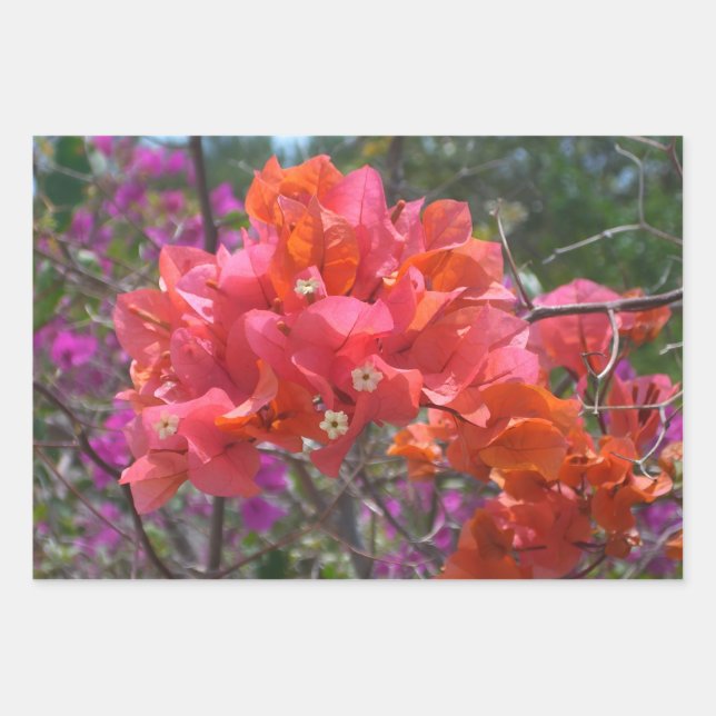 Tropical Pink Bougainvillea Island Floral Geschenkpapier Set (Vorderseite)