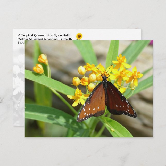Tropical Queen Butterfly, FL - Postkarte (Vorne/Hinten)