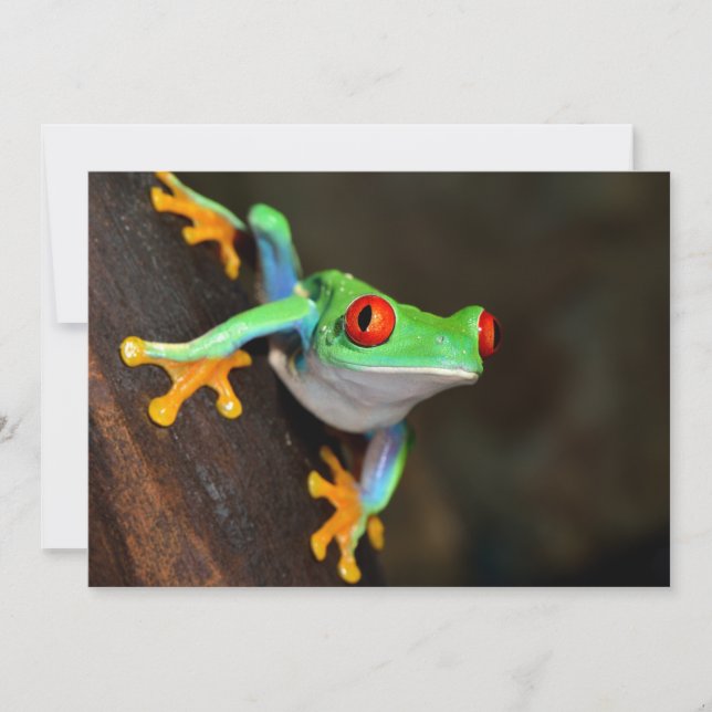 Tropical Red Eye Frog - Agalychnis Callidryas (Vorderseite)