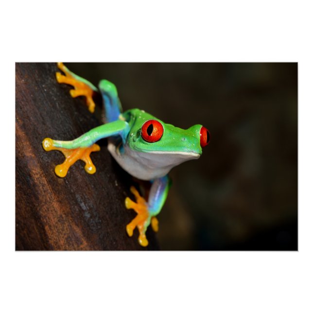 Tropical Red Eye Frog - Agalychnis Callidryas Poster (Vorderseite)