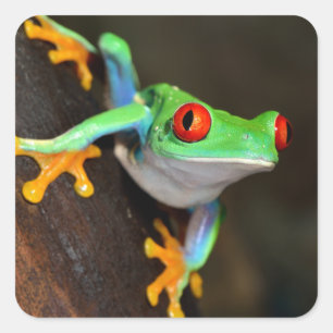 Tropical Red Eye Frog - Agalychnis Callidryas Quadratischer Aufkleber