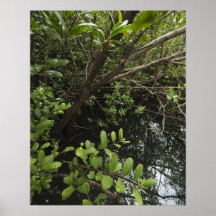 Tropical salt pond poster