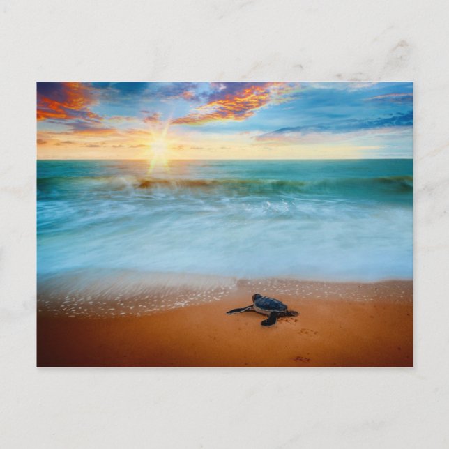 Tropical Sunset Sea Turtle Sandstrand Postkarte (Vorderseite)