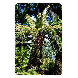 Tropical Tree Foto Magnet