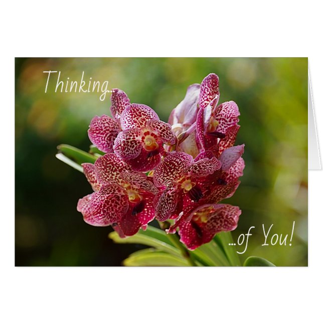 Tropical Vanda Orchid Cluster Card (Vorderseite (Horizontal))