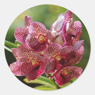 Tropical Vanda Orchid Cluster Runder Aufkleber