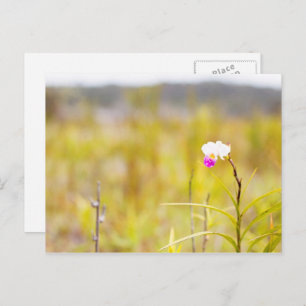 Tropical Wild Orchid Print, Hawaii Postkarte