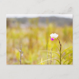 Tropical Wild Orchid Print, Hawaii Postkarte