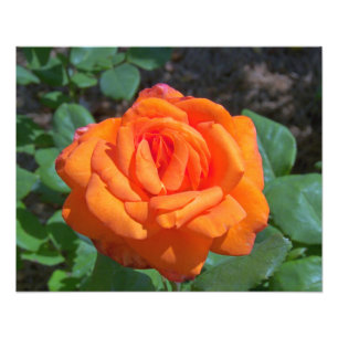 Tropicana Rose Foto