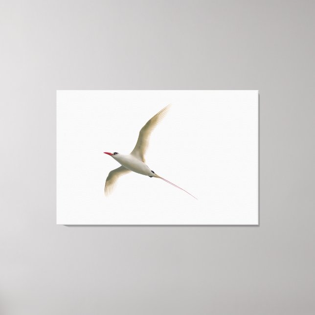 Tropicbird Leinwanddruck (Vorderseite)