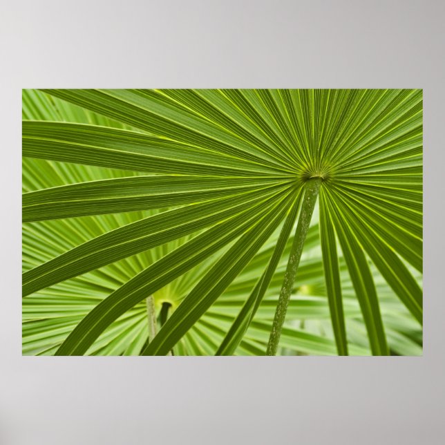 tropisch poster (Vorne)