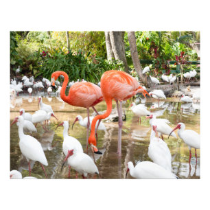 Tropisch rosa Flamingo Naturbilder Fotodruck