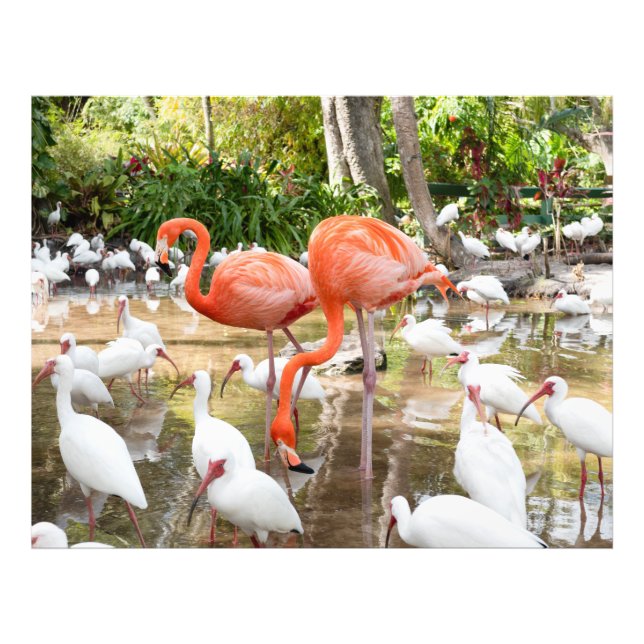 Tropisch rosa Flamingo Naturbilder Fotodruck (Vorne)